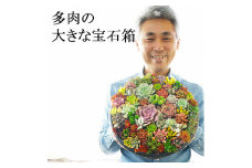 多肉植物の寄せ植え 9号鉢 | 観葉植物 植物 グリーン 多肉 寄せ植え 室内 鉢植え ギフト 贈答 贈り物 プレゼント お祝い 直送 農家直送 茨城県 古河市 送料無料 _FC01