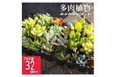 多肉植物 おまかせアソート 32苗セット | 観葉植物 植物 グリーン 多肉 鉢植え ギフト 贈答 贈り物 直送 農家直送 茨城県 古河市 送料無料 _FC04