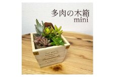 多肉植物 木箱の寄せ植え【S】 ※北海道・沖縄・離島への配送不可 | 観葉植物 植物 グリーン 多肉 寄せ植え 室内 鉢植え ギフト 贈答 贈り物 プレゼント お祝い 直送 農家直送 茨城県 古河市 送料無料 _FC07