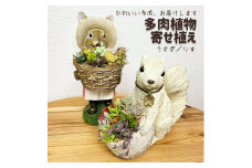 多肉植物の寄せ植え（りす）| 観葉植物 植物 グリーン 多肉 寄せ植え 室内 鉢植え ギフト 贈答 贈り物 プレゼント お祝い 直送 農家直送 茨城県 古河市 送料無料 _FC09