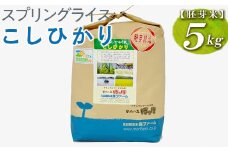 スプリングライス こしひかり (胚芽米)5kg ※着日指定不可 | 米 こめ コメ 5キロ 胚芽米 こしひかり コシヒカリ 古河市産 茨城県産 取り寄せ お取り寄せ ギフト 贈答 贈り物 プレゼント お中元 お歳暮 茨城県 古河市 直送 農家直送 産地直送 送料無料 _BI49