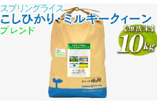 スプリングライス こしひかり・ミルキークィーン ブレンド (無洗米)10kg ※着日指定不可 | 米 こめ コメ 10キロ 無洗米 白米  ブレンド米 こしひかり コシヒカリ ミルキークイーン みるきーくいーん もちもち 古河市産 茨城県産 取り寄せ お取り寄せ ギフト 贈答 贈り物 プレゼント お中元 お歳暮 茨城県 古河市 直送 農家直送 産地直送 送料無料 _BI42