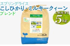 スプリングライス こしひかり・ミルキークィーン ブレンド (無洗米)5kg ※着日指定不可 | 米 こめ コメ 5キロ 無洗米 白米  ブレンド米 こしひかり コシヒカリ ミルキークイーン みるきーくいーん もちもち 古河市産 茨城県産 取り寄せ お取り寄せ ギフト 贈答 贈り物 プレゼント お中元 お歳暮 茨城県 古河市 直送 農家直送 産地直送 送料無料 _BI41