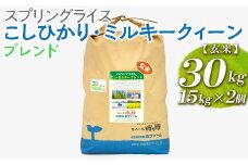 スプリングライス こしひかり・ミルキークィーン ブレンド (玄米)30kg(15kg×2個) ※着日指定不可 | 米 こめ コメ 30キロ 玄米 ブレンド米 こしひかり コシヒカリ ミルキークイーン みるきーくいーん もちもち 古河市産 茨城県産 取り寄せ お取り寄せ ギフト 贈答 贈り物 プレゼント お中元 お歳暮 茨城県 古河市 直送 農家直送 産地直送 送料無料 _BI71