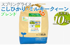 スプリングライス こしひかり・ミルキークィーン ブレンド (玄米)10kg ※着日指定不可 | 米 こめ コメ 10キロ 玄米 ブレンド米 こしひかり コシヒカリ ミルキークイーン みるきーくいーん もちもち 古河市産 茨城県産 取り寄せ お取り寄せ ギフト 贈答 贈り物 プレゼント お中元 お歳暮 茨城県 古河市 直送 農家直送 産地直送 送料無料 _BI70