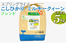 スプリングライス こしひかり・ミルキークィーン ブレンド (玄米)5kg ※着日指定不可 | 米 こめ コメ 5キロ 玄米 ブレンド米 こしひかり コシヒカリ ミルキークイーン みるきーくいーん もちもち 古河市産 茨城県産 取り寄せ お取り寄せ ギフト 贈答 贈り物 プレゼント お中元 お歳暮 茨城県 古河市 直送 農家直送 産地直送 送料無料 _BI69
