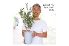【アルベキーナ】オリーブの木 6号鉢 シンボルツリー 観葉植物 オリーブ 苗木 ※離島への配送不可 _FC10