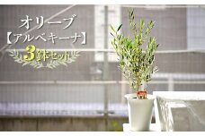 【3鉢セット】オリーブの木 品種：アルベキーナ6号鉢 シンボルツリー ※離島への配送不可 | 観葉植物 3本 植物 グリーン オリーブの木 アルベキーナ 室内 苗 鉢植え シンボルツリー ギフト 贈答 贈り物 プレゼント お中元 お歳暮 直送 農家直送 茨城県 古河市 送料無料 _FC11