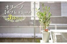 【3鉢セット】オリーブの木 品種：チプレッシーノ 6号鉢 シンボルツリー ※離島への配送不可 | 観葉植物 3本 植物 グリーン オリーブの木 チプレッシーノ 室内 苗 鉢植え シンボルツリー ギフト 贈答 贈り物 プレゼント お中元 お歳暮 直送 農家直送 茨城県 古河市 送料無料 _FC15