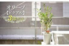 【3鉢セット】オリーブの木 品種：ピクアル 6号鉢 シンボルツリー ※離島への配送不可| 観葉植物 3本 植物 グリーン オリーブの木 ピクアル 室内 苗 鉢植え シンボルツリー ギフト 贈答 贈り物 プレゼント お中元 お歳暮 直送 農家直送 茨城県 古河市 送料無料 _FC14