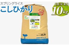 スプリングライス こしひかり (胚芽米)10kg | 米 こめ コメ 10キロ 胚芽米 こしひかり コシヒカリ 古河市産 茨城県産 取り寄せ お取り寄せ ギフト 贈答 贈り物 プレゼント お中元 お歳暮 茨城県 古河市 直送 農家直送 産地直送 送料無料 _BI50