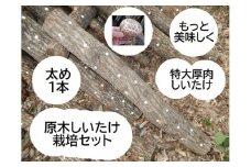 原木しいたけ栽培セット もっと美味しく、肉厚に BCEXL1 | きのこ 椎茸 しいたけ シイタケ 原木 栽培 キット 食物繊維 栄養 健康 食育 産地直送 茨城県 古河市 ※離島への配送不可 _DR06