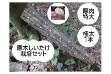 原木しいたけ栽培セット もっと美味しく、肉厚に BCEXLL1 | きのこ 椎茸 しいたけ シイタケ 原木 栽培 キット 栄養 健康 食育 産地直送 茨城県 古河市 ※離島への配送不可 _DR08