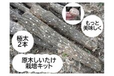 原木しいたけ栽培セット もっと美味しく、肉厚に BCEXLL2 | きのこ 椎茸 しいたけ シイタケ 原木 栽培 キット 栄養 健康 食育 産地直送 茨城県 古河市 ※離島への配送不可 _DR09
