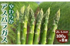 やわらかアスパラガス　100g×8束 ※2025年8月中旬～9月中旬頃に発送予定｜あすぱら アスパラ アスパラガス　800g　おいしい ギフト 贈答 贈り物 プレゼント お祝い ご褒美 家庭用_FR02