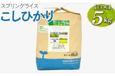 【令和7年産新米／先行受付】スプリングライス こしひかり (白米)5kg｜こめ 米 コメ 白米 白飯 精米 こしひかり コシヒカリ 新米 国産 茨城県 古河市 こだわり おいしい 令和7年産_FN09 ※2025年8月中旬頃より順次発送予定