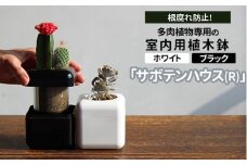 【ホワイト】根腐れ防止！多肉植物専用の室内用植木鉢「サボテンハウス(R)」 かわいいキューブ型植木鉢 日用品 贈答品 プレゼント ギフト _GD01