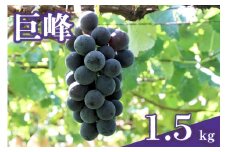 【 2025年 先行予約 】 巨峰 1.5kg ( 種あり ) 石田ぶどう園 4房 ～ 6房 国産 ぶどう ブドウ 果物 くだもの 葡萄 フルーツ 1.5キロ 9月 10月 発送 秋 旬 品種 茨城県産 産地直送 産直 農家直送 冷蔵 茨城県 石岡市 (A02-001)