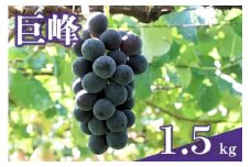 【 2025年 先行予約 】 巨峰 1.5kg ( 種あり ) 石田ぶどう園 4房 ～ 6房 国産 ぶどう ブドウ 果物 くだもの 葡萄 フルーツ 1.5キロ 9月 10月 発送 秋 旬 品種 茨城県産 産地直送 産直 農家直送 冷蔵 茨城県 石岡市 (A02-001)