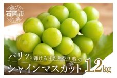 【 2025年 先行予約 】 シャインマスカット1.2kg 石田ぶどう園 2房 種なし ぶどう ブドウ 国産 果物 くだもの 大粒 葡萄 種無し フルーツ 1.2キロ 1kg 以上 9月 10月 発送 秋 旬 品種 茨城県産 産地直送 産直 農家直送 冷蔵 茨城県 石岡市 (A02-007)