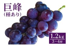 【 2025年 先行予約 】 巨峰 1.2kg ( 種あり ) 開田ぶどう園 3房 ～ 4房 ぶどう ブドウ 国産 果物 くだもの 葡萄 フルーツ 1.2キロ 1kg 以上 8月 下旬 9月 発送 夏 秋 旬 品種 茨城県産 産地直送 産直 農家直送 冷蔵 茨城県 石岡市 (A01-001)