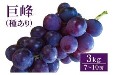 【 2025年 先行予約 】 巨峰 3kg ( 種あり) 開田ぶどう園 7房 ～ 10房 ぶどう ブドウ 国産 果物 くだもの 葡萄 フルーツ 3キロ 8月 下旬 9月 発送 夏 秋 旬 品種 茨城県産 産地直送 産直 農家直送 冷蔵 茨城県 石岡市 (A01-003)