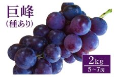 【 2025年 先行予約 】 巨峰 2kg ( 種あり ) 開田ぶどう園 5房 ～ 7房 ぶどう ブドウ 国産 果物 くだもの 葡萄 フルーツ 2キロ 8月 下旬 9月 発送 夏 秋 旬 品種 茨城県産 産地直送 産直 農家直送 冷蔵 茨城県 石岡市 (A01-002)