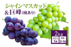 【 2025年 先行予約 】 シャインマスカット ＆ 巨峰 （種あり）セット 合計 2kg 開田ぶどう園 ぶどう ブドウ 国産 果物 くだもの 葡萄 フルーツ セット ギフト 2キロ 9月 発送 夏 秋 旬 産地直送 産直 農家直送 冷蔵 茨城県 石岡市 (A01-008)