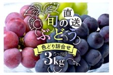 【 2025年 先行予約 】 旬のぶどう 色とりどり 詰合せ 3kg 太郎兵衛果樹園 5房 ～ 8房 詰め合わせ 品種 お任せ 食べ比べ セット 果物 くだもの ぶどう ブドウ フルーツ 3キロ 9月 10月 発送 秋 旬 茨城県産 産地直送 産直 農家直送 冷蔵 茨城県 石岡市 (A03-004)