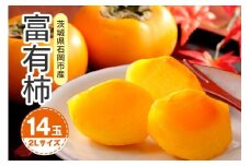 【 2025年 先行予約 】 富有柿 2L 14玉（鈴木柿園） 柿 甘い柿 かき 富有カキ 甘い 果物 フルーツ くだもの カキ 富有かき 秋 旬 甘柿 糖度 贈答用 贈答品 ギフト 贈り物 品種 ブランド 11月 12月 発送 産地直送 農家直送 産直 茨城県 石岡市 (A08-002)