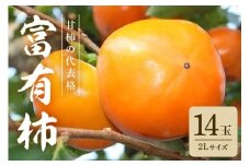 【2025年　先行予約】 富有柿 2L 14玉 （ミナミ観光果樹園） 柿 甘い柿 かき 富有カキ 甘い 果物 フルーツ くだもの カキ 富有かき 秋 旬 甘柿 糖度 贈答用 贈答品 ギフト 贈り物 品種 ブランド 産地直送 農家直送 産直 茨城県 石岡市 (A09-003)