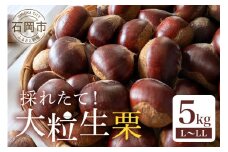 【 2025年 先行予約 】 生栗 5kg（岡崎観光栗園） 栗 くり クリ L ～ LL サイズ 殺虫剤不使用 国産 和栗 甘栗 果物 フルーツ くだもの 秋 旬 9月 10月 発送 産地直送 農家直送 産直 栗きんとん 栗ごはん 甘い 栗ご飯 栗おこわ 茨城県 石岡市 (A17-001)
