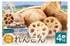 れんこん 1箱 ( 約 4kg ) 新ひたち野大地のめぐみ 旬の野菜 季節限定 良質 レンコン 蓮根 根菜 野菜 旬 新鮮 農産物 食品 産地直送 農園直送 茨城県 石岡市 (B01-012)