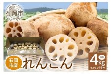 ご家庭用 ちょっと小さめ れんこん 1箱 ( 約 4kg ) 新ひたち野大地のめぐみ 旬の野菜 季節限定 良質 レンコン 蓮根 根菜 野菜 旬 新鮮 農産物 食品 家庭用 産地直送 農園直送 茨城県 石岡市 (B01-014)