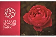 いばらきフラワーパーク 年間パスポート 1名分 入園し放題 四季の花々 レストラン 割引特典付き いばらき フラワーパーク チケット 入園券 金券 観光 旅行 家族 茨城 関東近辺 首都圏 関東 花 植物園 茨城県 石岡市 (G03-002)