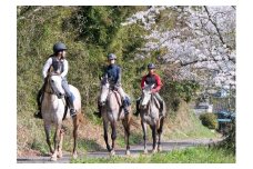 乗馬体験 （ 森林 ホーストレッキング ) 40分 1名 乗馬 初心者OK 写真撮影付き 馬 アクティビティ 乗馬コース 体験 チケット 関東近辺 首都圏 茨城 里山 自然満喫 観光 旅行 体験ギフト リフレッシュ 茨城県 石岡市 (G02-001)