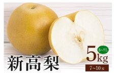 新高梨 箱込約 5kg（JA新ひたち野）梨 約 7玉 ～ 10玉 品種 新高 にいたか なし ナシ 果物 フルーツ 大玉 6L 5L 4L サイズ 5キロ 9月 発送 秋 旬 産地直送 農家直送 産直 国産 くだもの 甘い 糖度 茨城県産 茨城県 石岡市 (B01-011)
