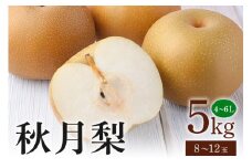 秋月梨 箱込約 5kg（JA新ひたち野）梨 約 8玉 ～ 12玉 品種 秋月 あきづき なし ナシ 果物 フルーツ 大玉 6L 5L 4L サイズ 5キロ 9月 発送 秋 旬 産地直送 農家直送 産直 国産 くだもの 甘い 糖度 茨城県産 茨城県 石岡市 (B01-002)