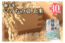 【令和7年産】獅子米 いのちの壱 玄米 30kg 岡田ファーム コンテスト受賞米 お米 米 おこめ ブランド米 30キロ 国産 単一原料米 コメ こめ ご飯 銘柄米 茨城県産 茨城 産直 産地直送 農家直送 ごはん 家庭用 贈答用 お取り寄せ 茨城県 石岡市 (B02-020)