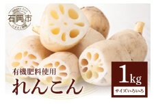 れんこん 1kg (サイズいろいろ) 蓮根 レンコン 国産 野菜 旬 根菜 料理 産地直送 産直 送料無料 いばらきみどり認定取得 (A23-002)