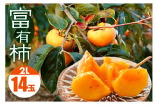 【 2025年 先行予約 】 富有柿 2L 14玉 1段箱 坂川果樹園 柿 甘い柿 かき 富有カキ 甘い 果物 フルーツ くだもの カキ 富有かき 秋 旬 甘柿 糖度 贈答用 贈答品 ギフト 贈り物 品種 ブランド 11月 12月 発送 産地直送 農家直送 産直 茨城県 石岡市 (A20-001)