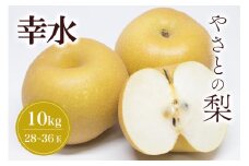 【 2025年 先行予約 】 筑波山麓やさとの梨 ( 幸水 ) 10kg ( 28玉 ～ 36玉 ) 梨 なし ナシ 果物 フルーツ 品種 幸水梨 2L L サイズ 10キロ 産地直送 農家直送 産直 国産 くだもの 甘い 酸味 ギフト 贈答用 家庭用 茨城県産 茨城県 石岡市 (A25-002)