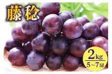 【 2025年 先行予約 】 藤稔 2kg 開田ぶどう園 5房 ～ 7房 ぶどう ブドウ 国産 果物 くだもの 葡萄 フルーツ 2キロ 8月 下旬 9月 発送 夏 秋 旬 品種 茨城県産 産地直送 産直 農家直送 冷蔵 茨城県 石岡市 (A01-013)