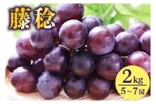 【 2025年 先行予約 】 藤稔 2kg 開田ぶどう園 5房 ～ 7房 ぶどう ブドウ 国産 果物 くだもの 葡萄 フルーツ 2キロ 8月 下旬 9月 発送 夏 秋 旬 品種 茨城県産 産地直送 産直 農家直送 冷蔵 茨城県 石岡市 (A01-013)