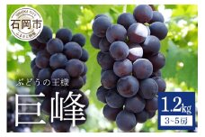 【 2025年 先行予約 】 巨峰 1.2kg ( 種あり ) 鈴木ぶどう園 3房 ～ 5房 ぶどう ブドウ 国産 果物 くだもの 葡萄 フルーツ 1.2キロ 8月 下旬 9月 10月 発送 夏 秋 旬 品種 茨城県産 産地直送 産直 農家直送 冷蔵 茨城県 石岡市 (A07-001)