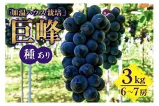 【 2025年 先行予約 】 「加温ハウス栽培」 巨峰 3kg（ 種あり ） 久家ぶどう園 2房 ぶどう ブドウ 有機 肥料 ハウス 栽培 国産 果物 くだもの 葡萄 フルーツ 3キロ 8月 9月 発送 夏 旬 品種 茨城県産 産地直送 産直 農家直送 冷蔵 茨城県 石岡市 (A04-007)