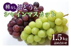【 2025年 先行予約 】 シャインマスカット と 種なし ぶどう 1.5kg 石田ぶどう園 ぶどう 詰合せ ブドウ 国産 果物 葡萄 フルーツ 1.5キロ 9月 10月 発送 秋 旬 品種 茨城県産 産地直送 産直 農家直送 冷蔵 茨城県 石岡市 (A02-017)