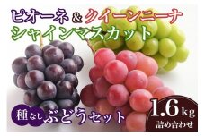【 2025年 先行予約 】 クイーンニーナ シャインマスカット ピオーネ セット 1.6kg 石田ぶどう園 ぶどう 種なし 詰合せ ブドウ 国産 果物 葡萄 フルーツ 1.6キロ 9月 10月 発送 秋 旬 品種 茨城県産 産地直送 産直 農家直送 冷蔵 茨城県 石岡市 (A02-018)