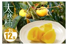 【 2025年 先行予約 】 太秋柿 2L 12玉 坂川果樹園 柿 甘い柿 大玉 かき 太秋カキ 甘い 果物 フルーツ くだもの カキ 太秋かき 秋 旬 甘柿 糖度 贈答用 贈答品 ギフト 贈り物 品種 ブランド 10月 11月 発送 産地直送 農家直送 産直 茨城県 石岡市 (A20-004)