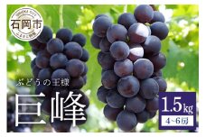 【 2025年 先行予約 】 巨峰 1.5kg ( 種あり ) 鈴木ぶどう園 4房 ～ 6房 ぶどう ブドウ 国産 果物 くだもの 葡萄 フルーツ 1.5キロ 8月 下旬 9月 10月 発送 夏 秋 旬 品種 茨城県産 産地直送 産直 農家直送 冷蔵 茨城県 石岡市 (A07-002)